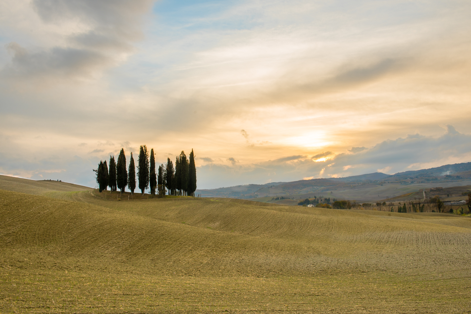 Cypress in Montalcino