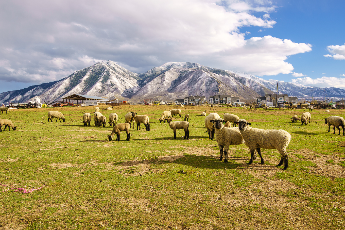 Sheep Farm © Paul Nguyen