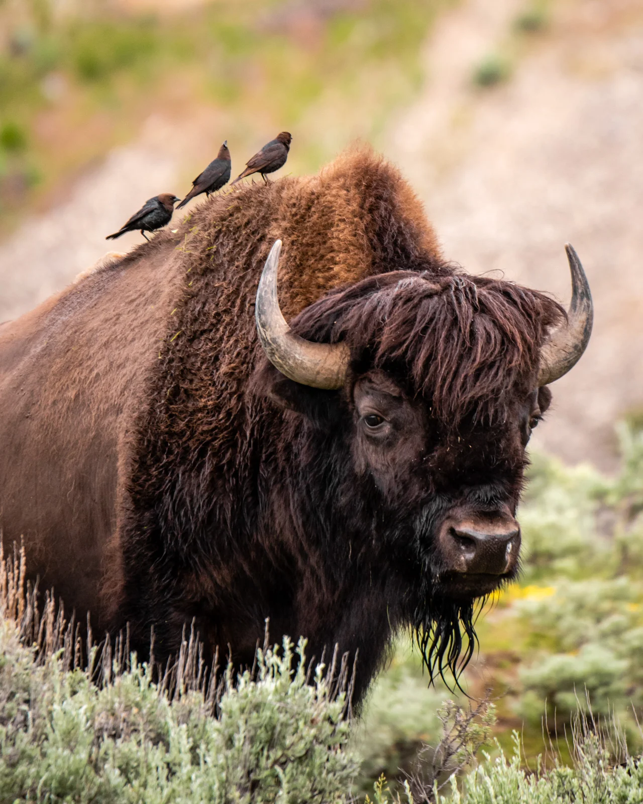 Cowbirds ride the bison in a symbiotic relationship: the birds eat the insects and carry loose fur off to build nests, and the bison receives a cleaning.
