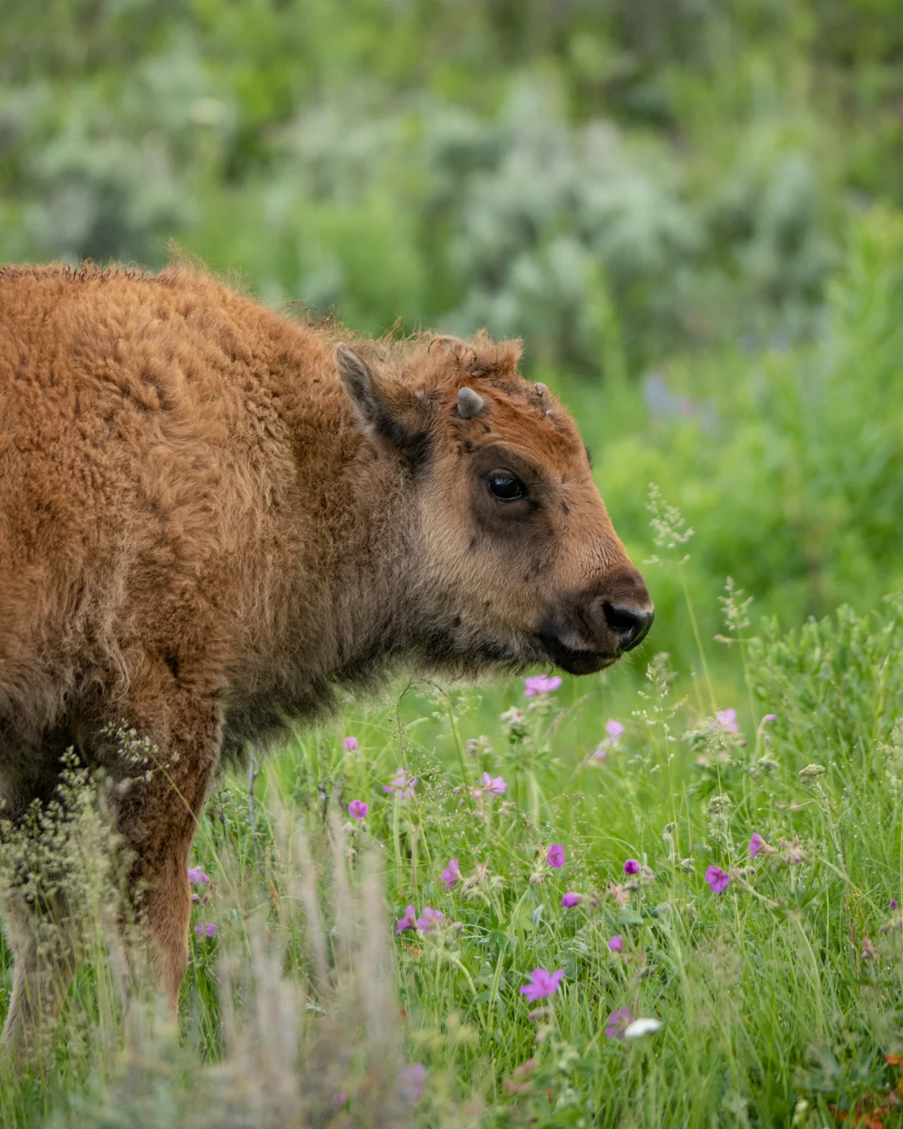 Babies look just like cows. 