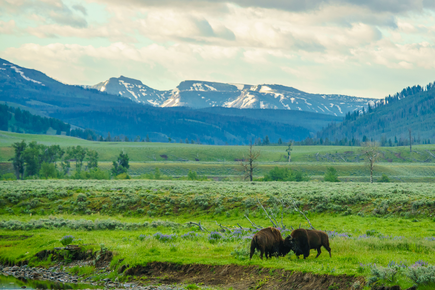 The iconic shot: two bison males battling it out in front of a mountain scene. The running joke on this trip, which still has me laughing, is we would try to name the big males. These two are dubbed Kendrick Lamar (for Lamar Valley) and Mark Buffalo, courtesy of Paul's sense of humor. ⓒ Paul Nguyen