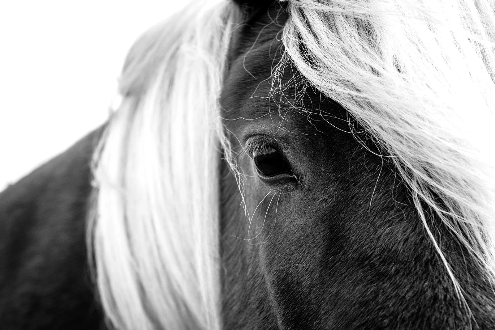 Horse Eye.jpg