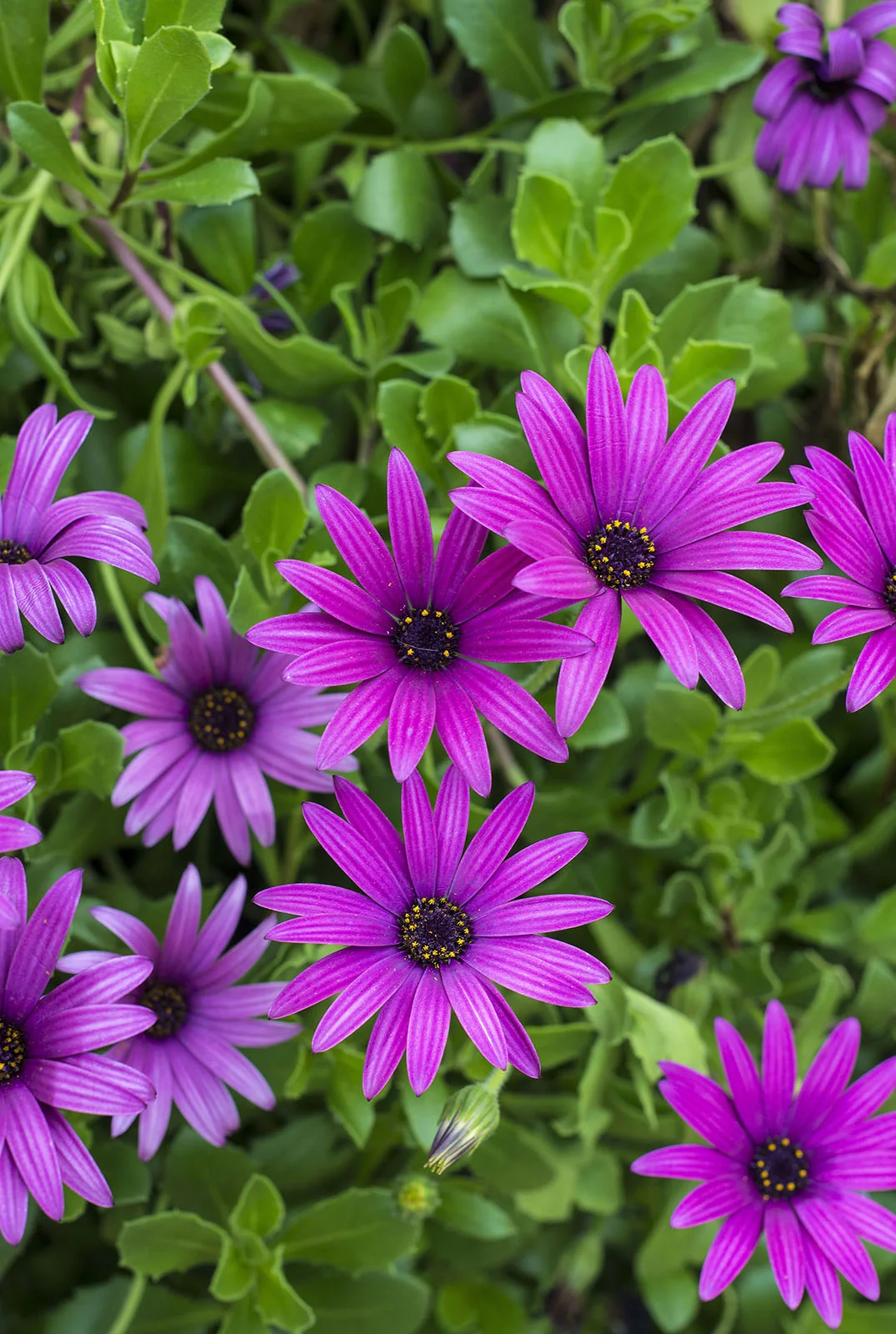 Flowers of Corniglia.jpg