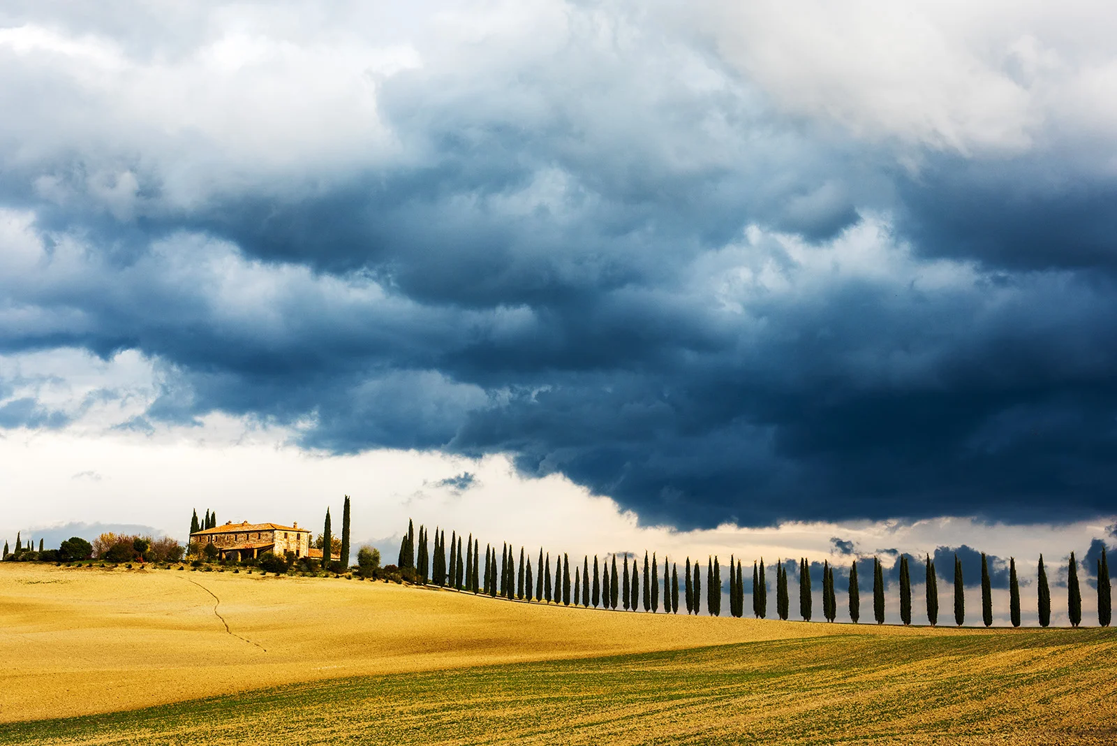 Storm & Cypress Rows.jpg