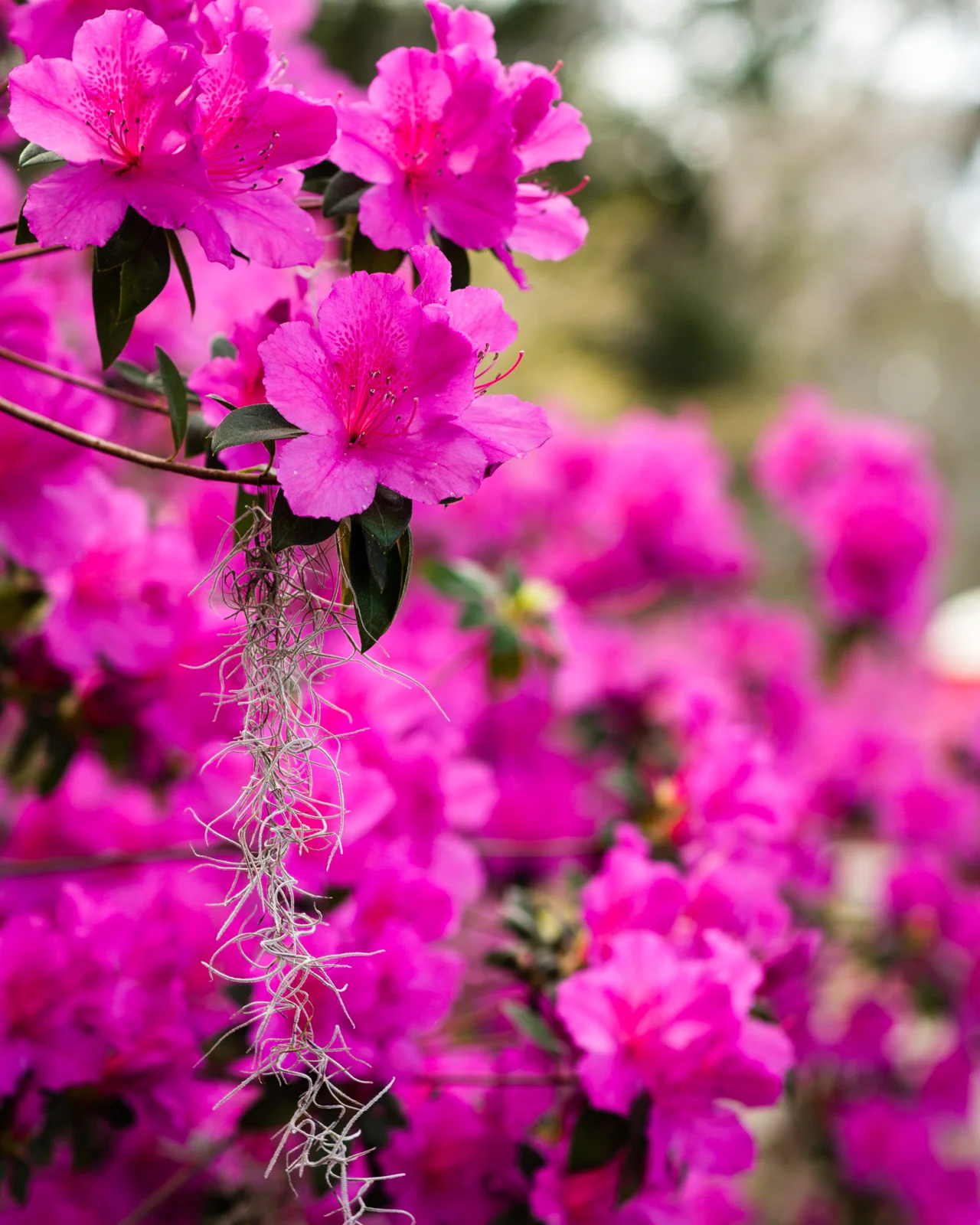 Azaleas.jpg