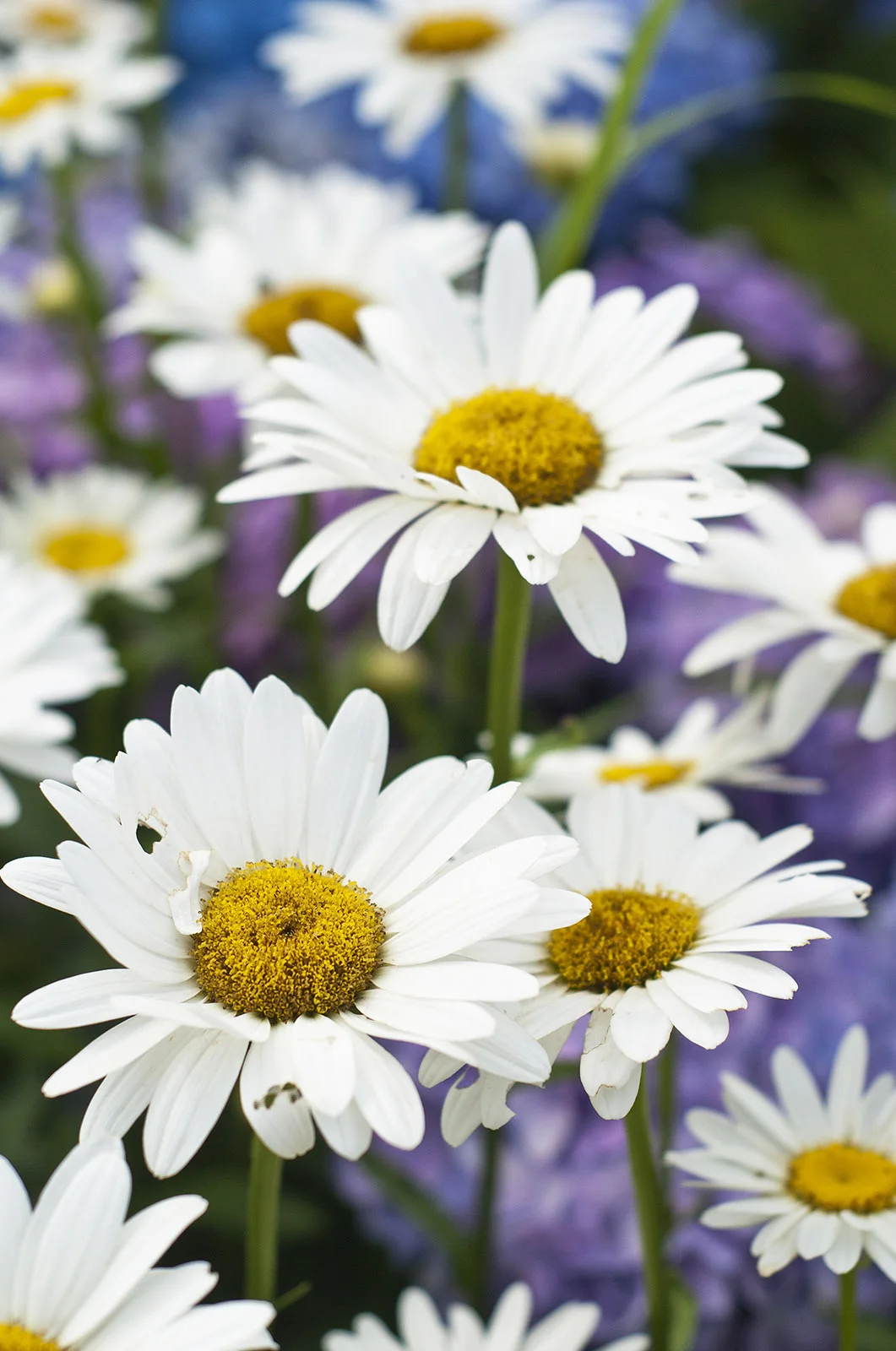 Cape Daisies.jpg