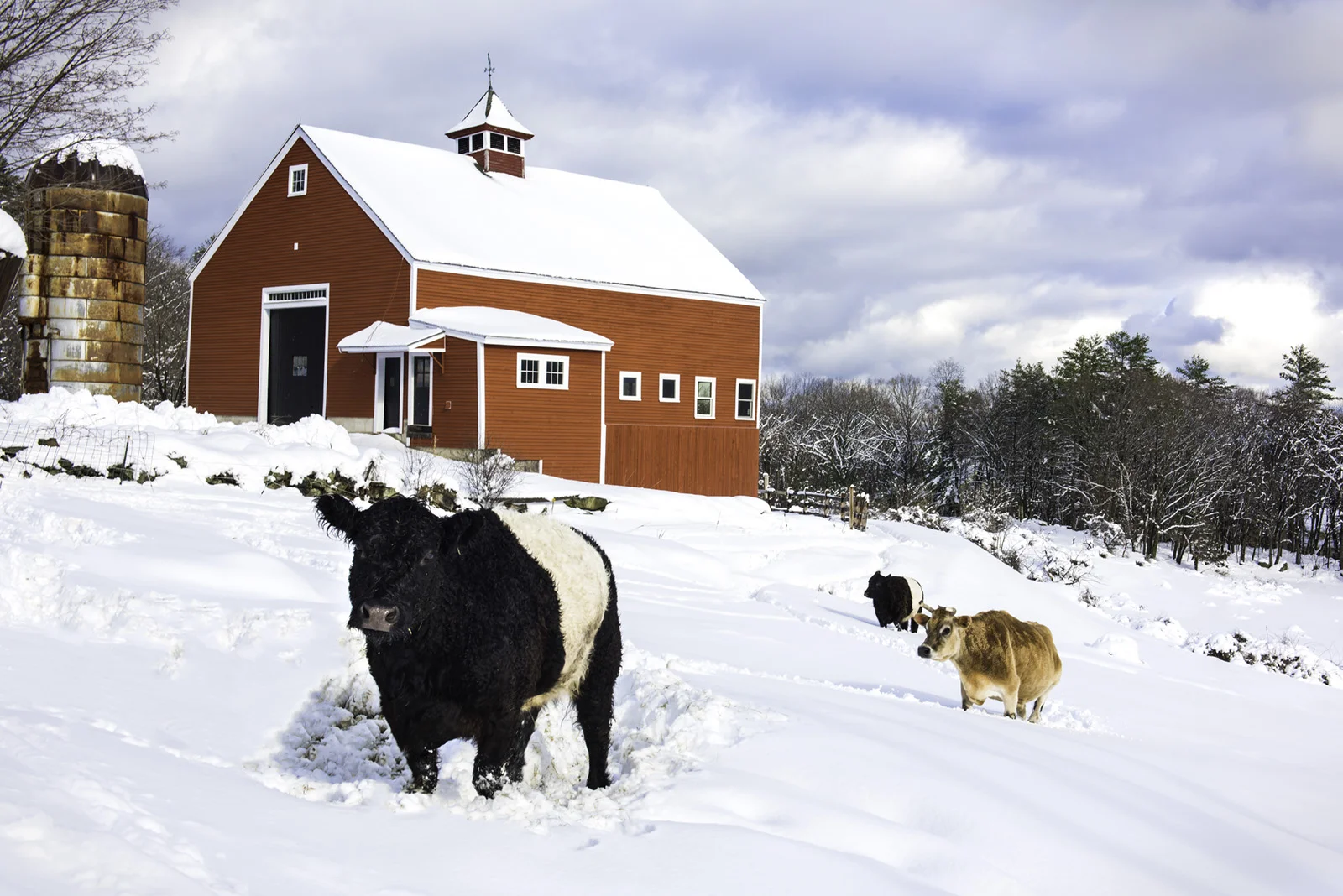 Cows in the Snow.jpg