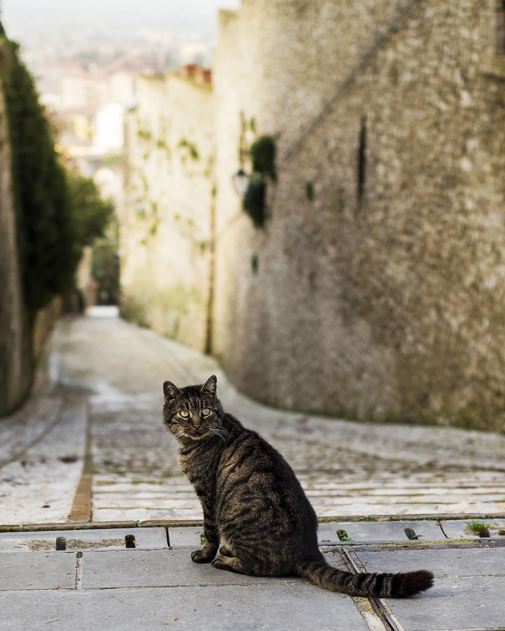 Stray in Spoleto.jpg