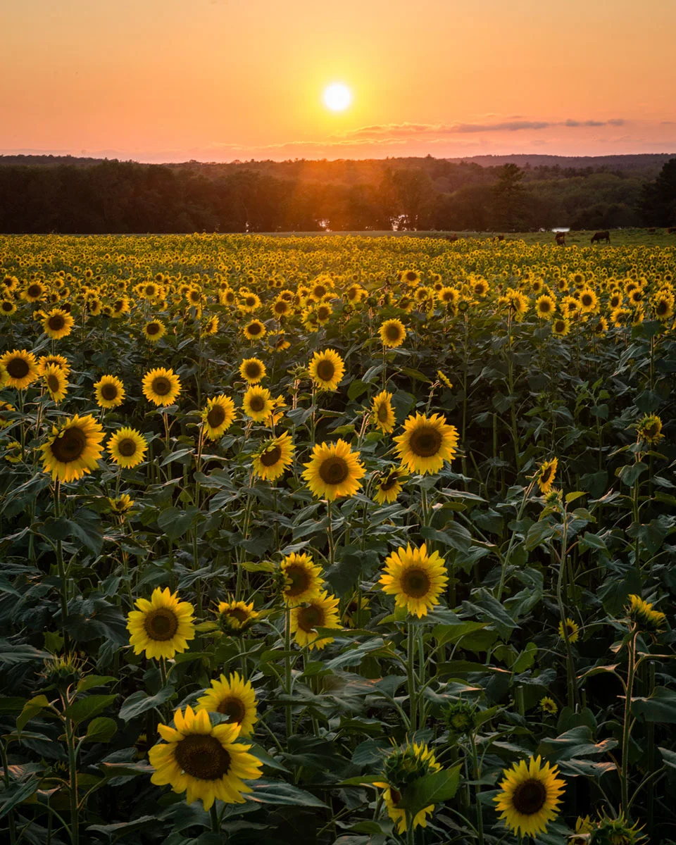 ButtonwoodFarm-13.jpg