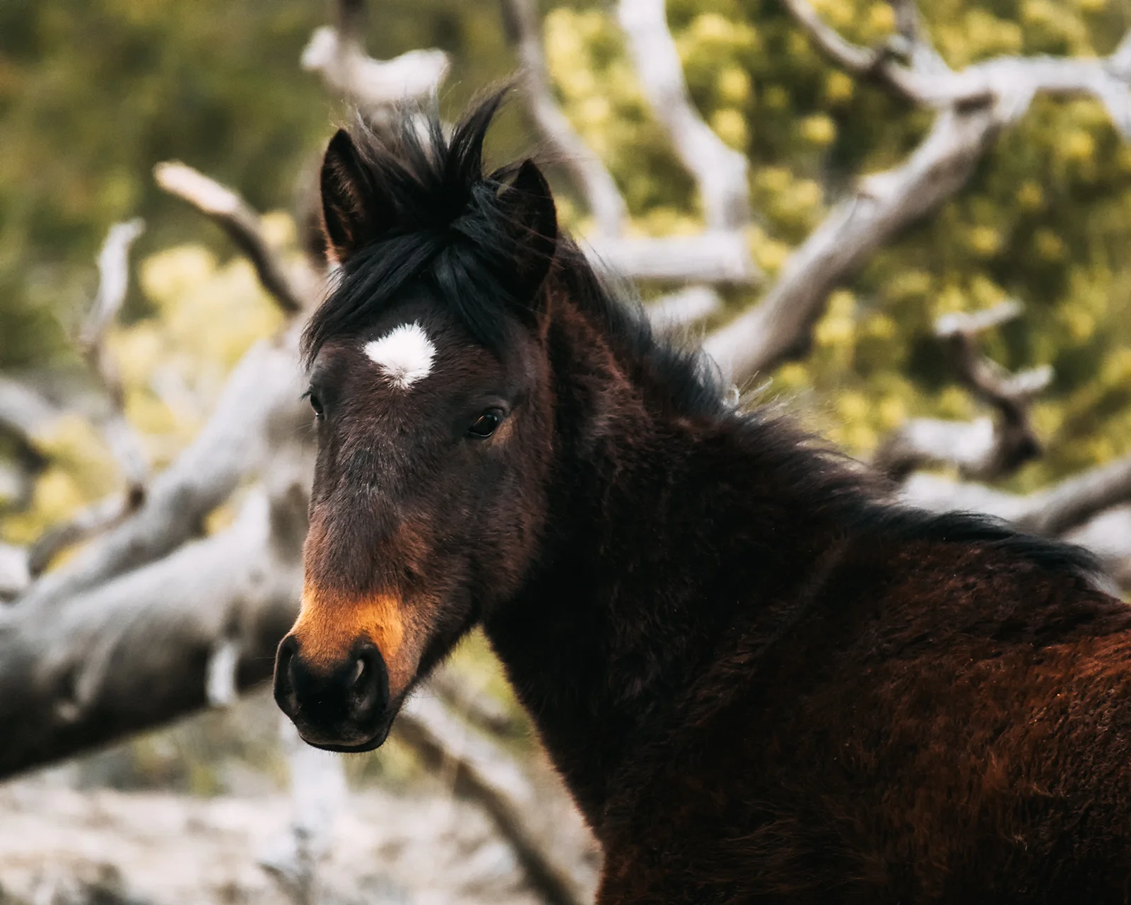 Wild Mustang portrait.jpg