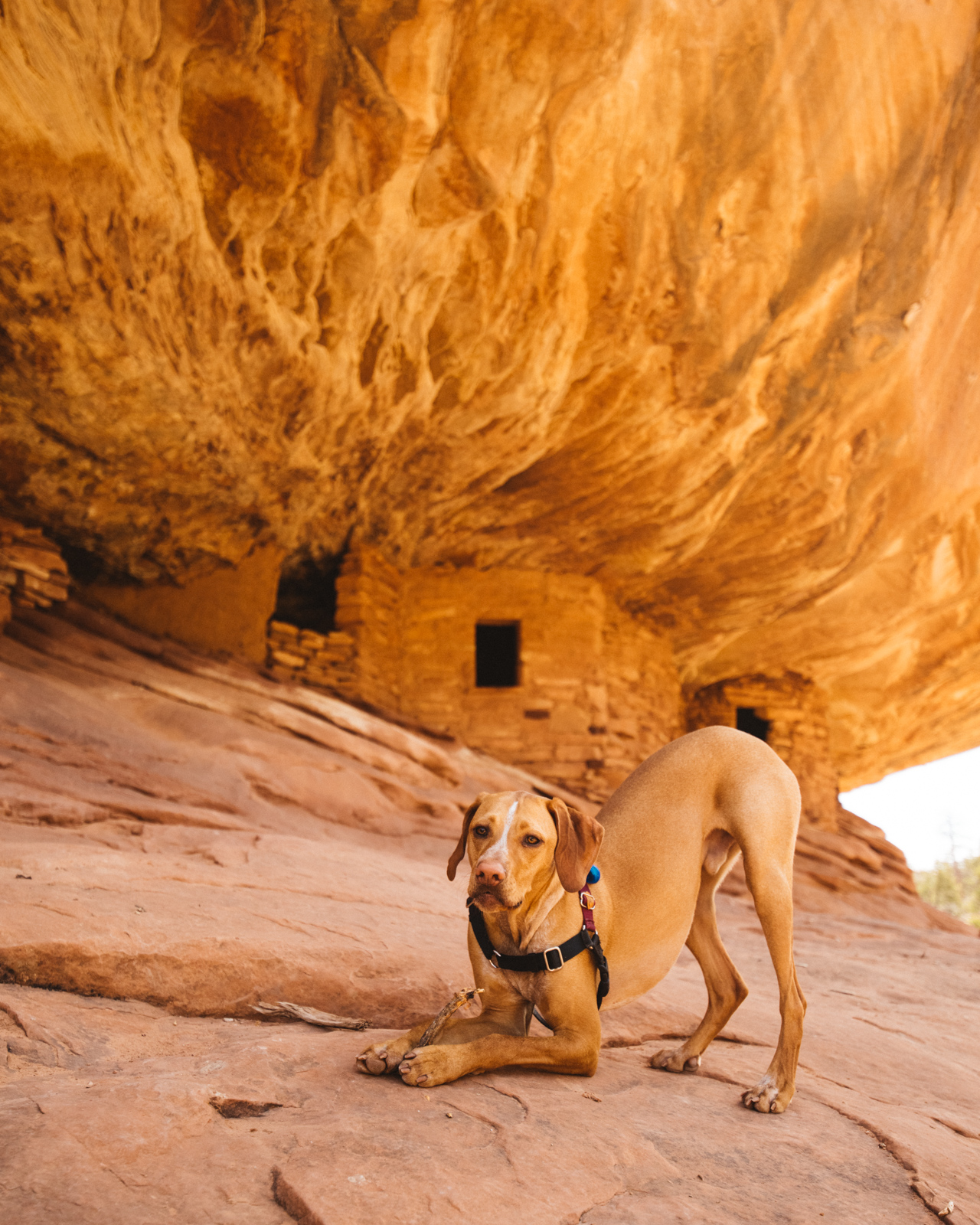 Downward Dog - Because I take photos of animals everywhere I go! (Future blog post coming!)