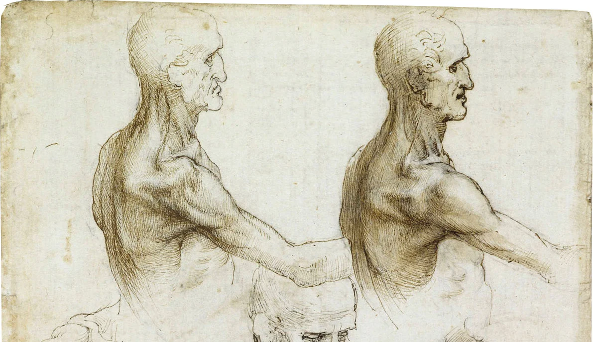 Anatomy 