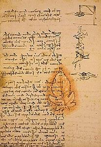 Studies of the centre of gravity of the flying bird. In the centre: a drawing of a leaf in red chalk. 15v