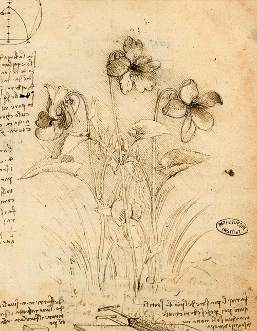 Leonardo da Vinci - Drawings - Plants - 18.jpg