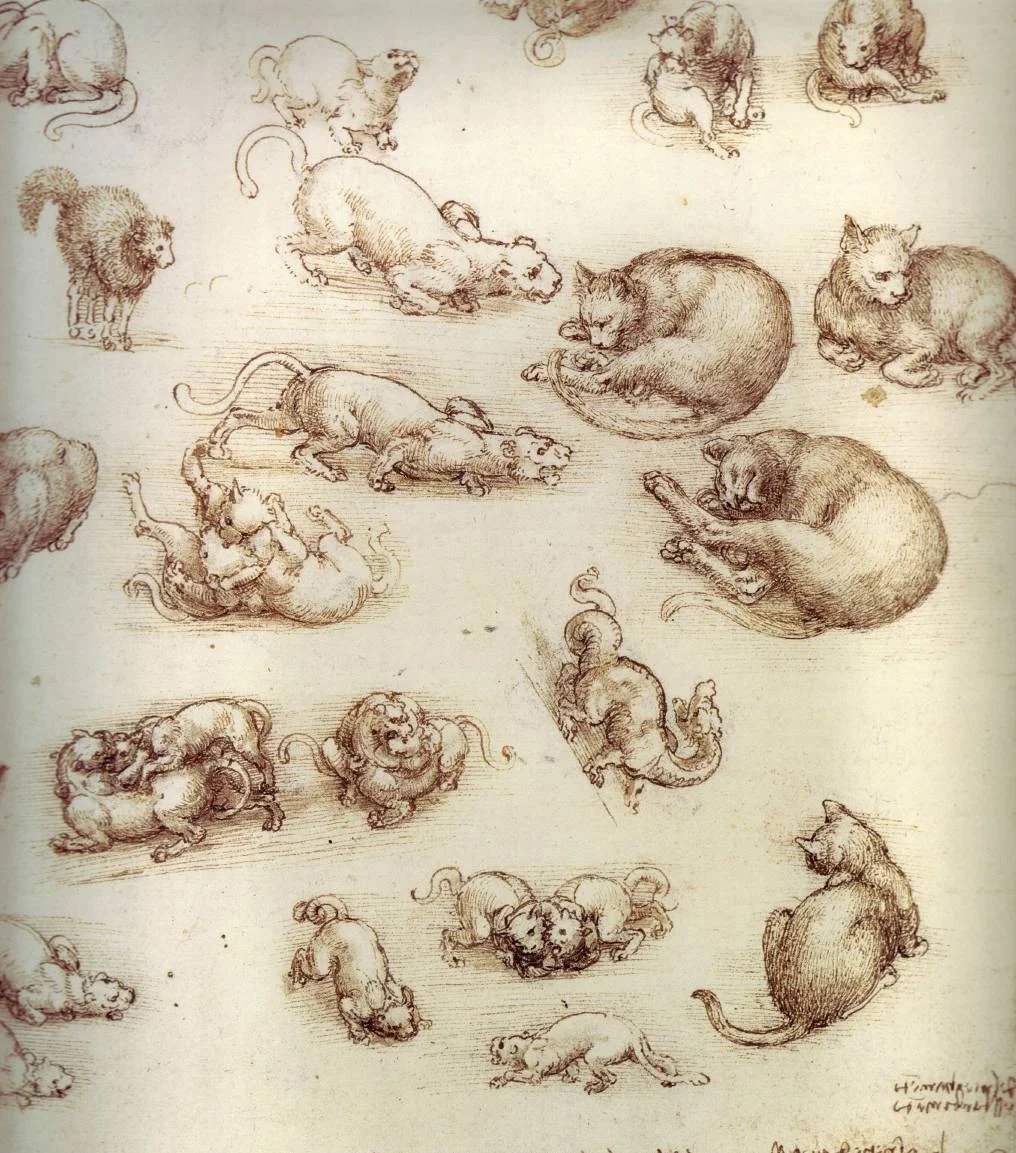 Leonardo-da-Vinci---Drawings---Animals---Cats.jpg