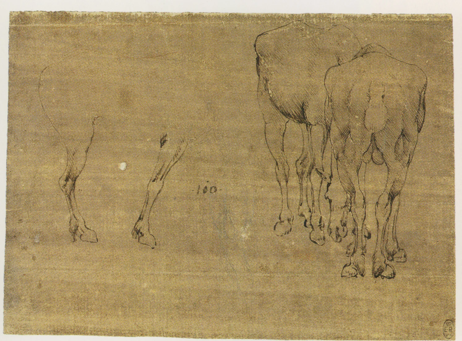 Leonardo-da-Vinci---Drawings---Animals--Horse studies and study of a mule 1478.jpg