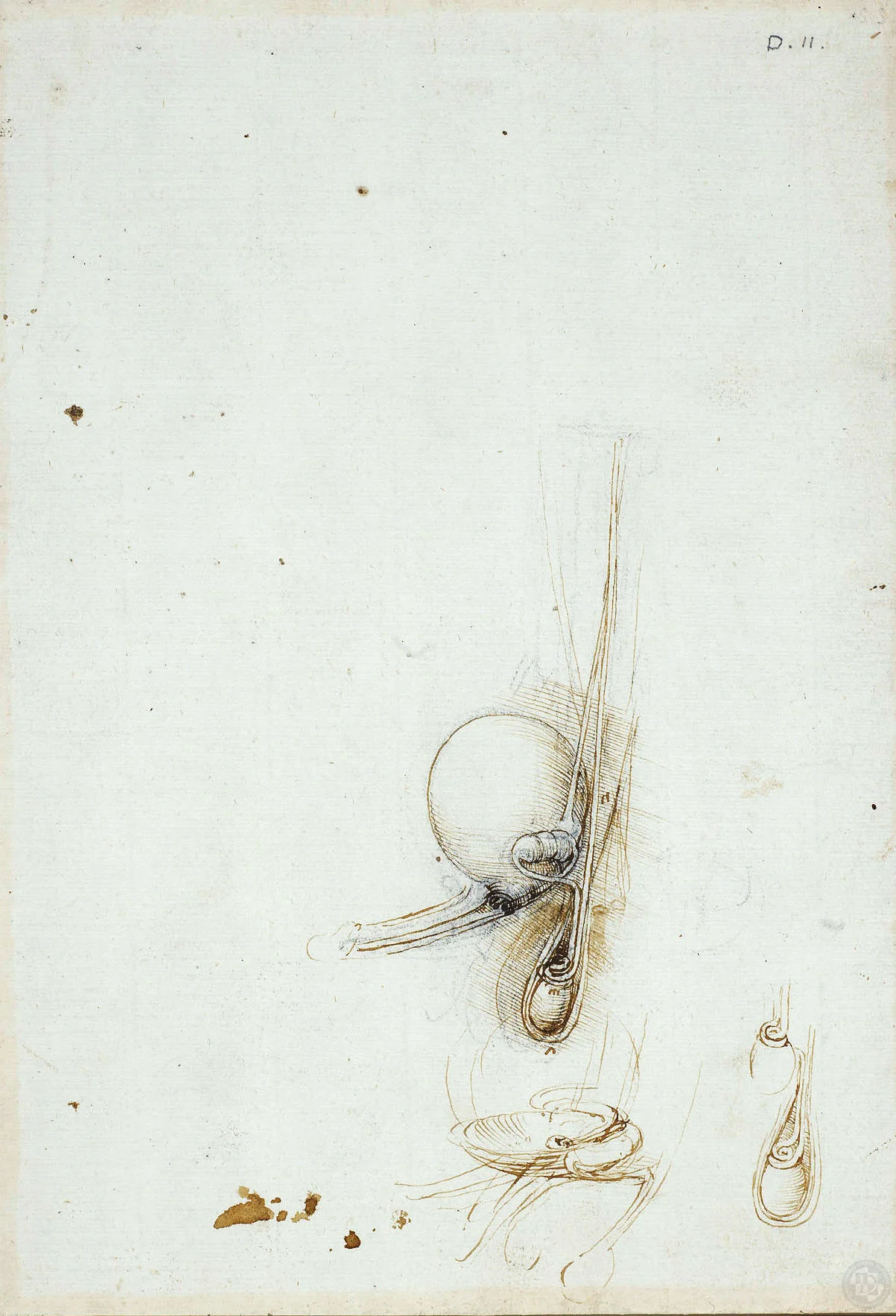 Male genito-urinary system