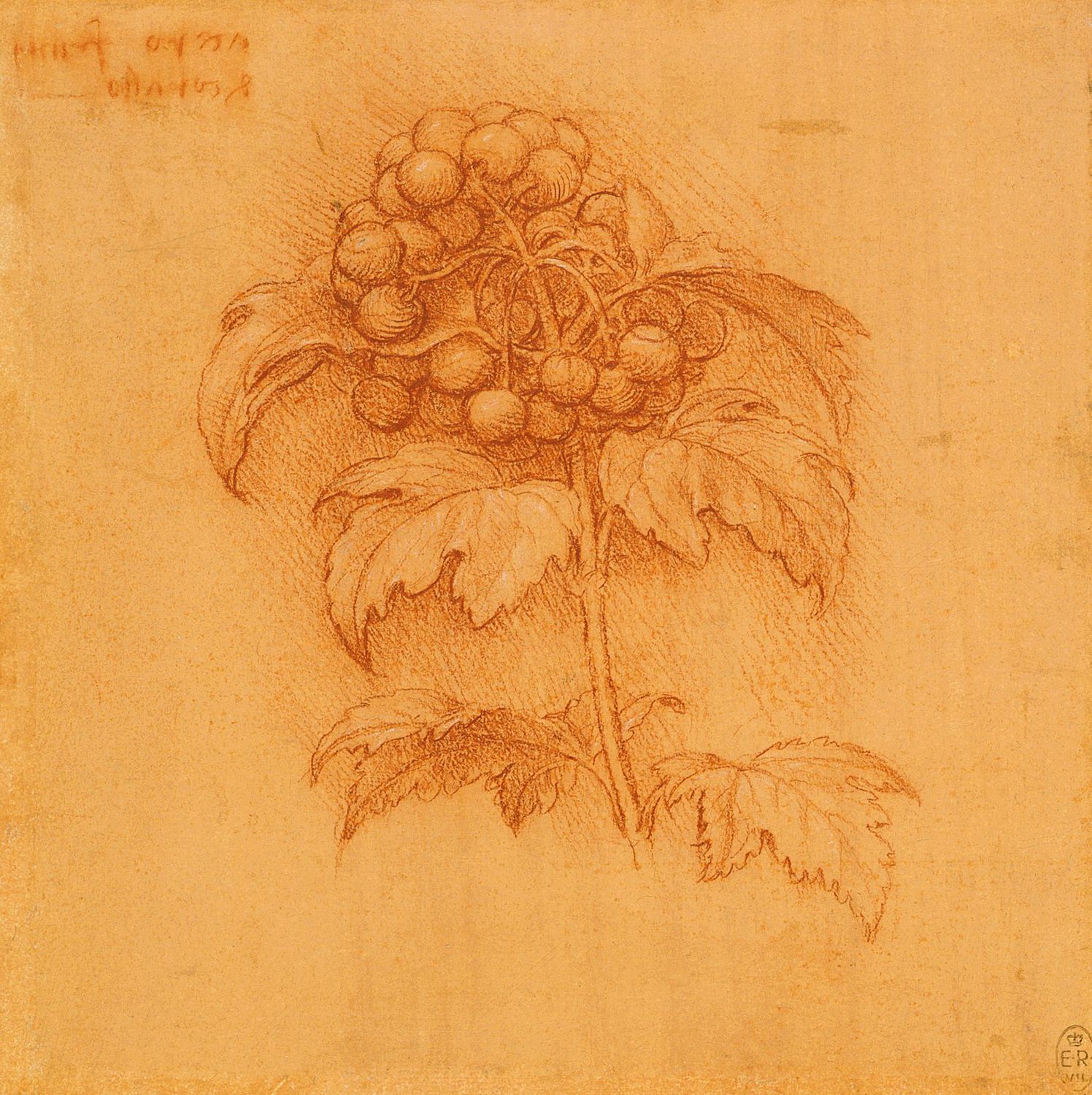 Drawing Plants Discovering Da Vinci