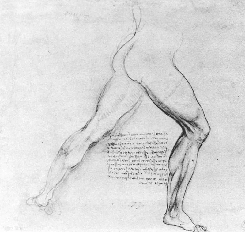 davinciworkssketchelegstretch.jpg