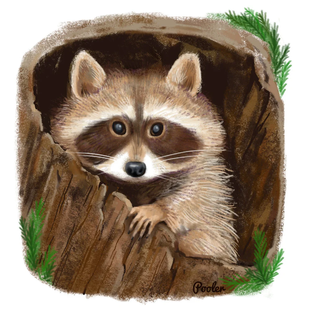 raccoon_pooler.JPG