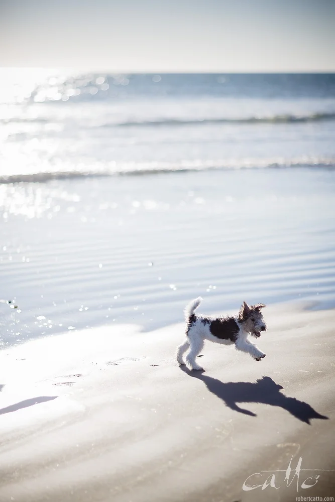 Lost & Found #3: Dancing Dog, Waikanae New Zealand 2006