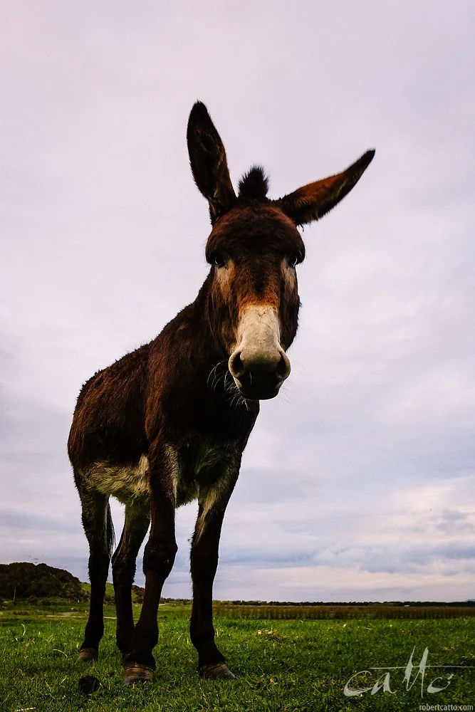 Lost & Found #2: Wairarapa Donkey, New Zealand 2004