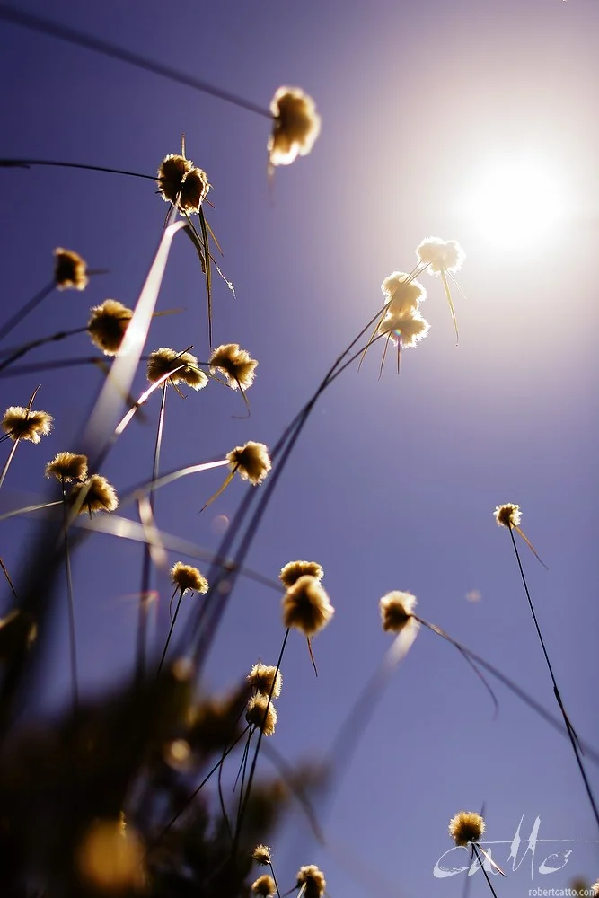 Lost & Found #17: Cotton Grass at Pointe-au-Baril, Ontario Canada 2006