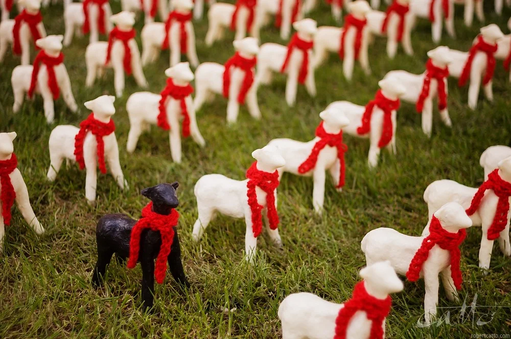 Lost & Found #21: Black Sheep in Civic Square, Wellington New Zealand 2009