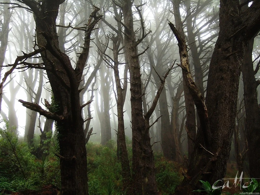 Mt Victoria Forest, Wellington 2005