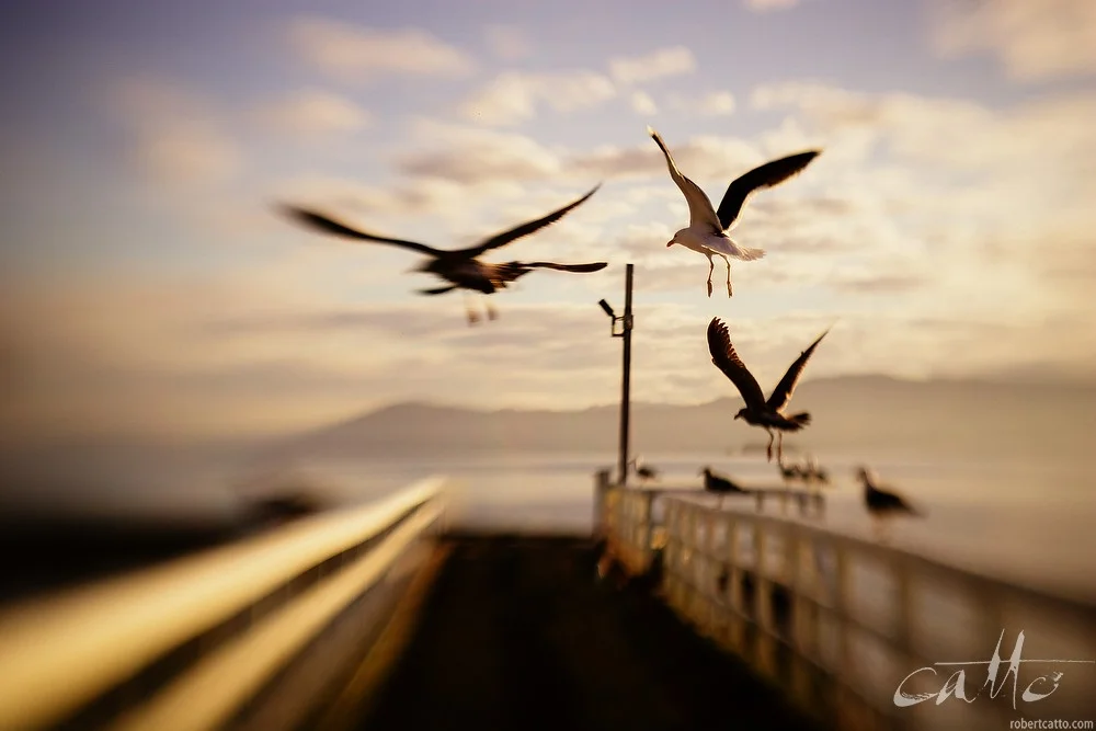 Lensbaby at Seatoun Wharf, Wellington 2005