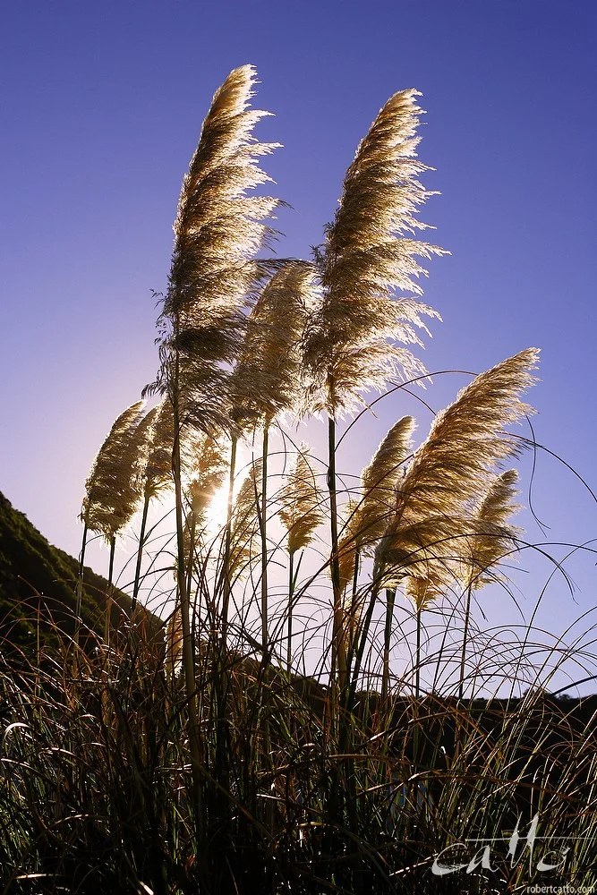 Toetoe in Breaker Bay, Wellington