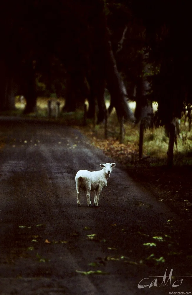 Lost & Found #23: Methven, New Zealand 2003