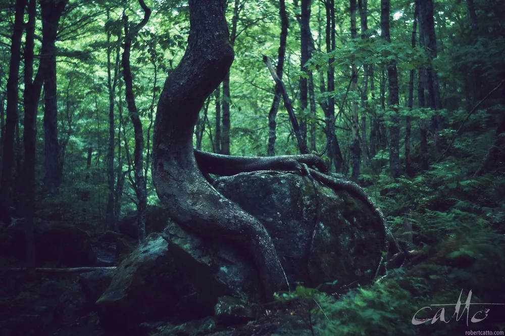 Lost & Found #45: Nova Scotia, Canada 2010