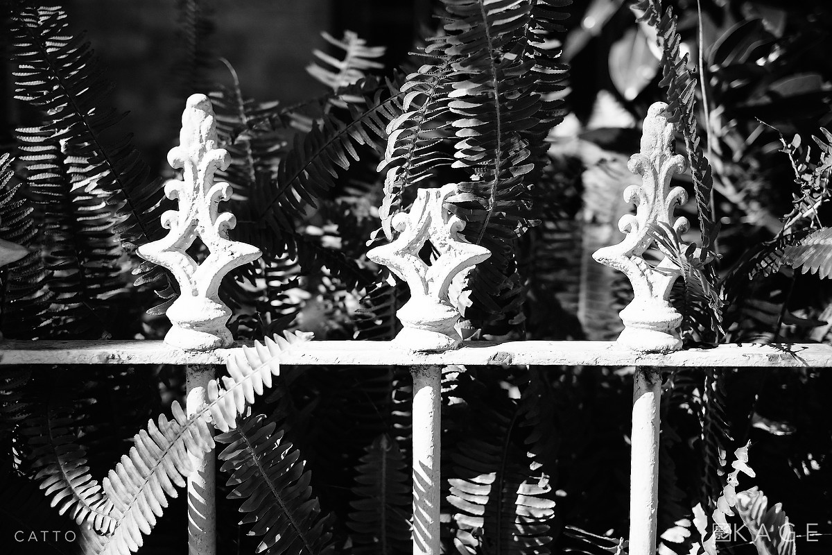 Fence & ferns, Surry Hills