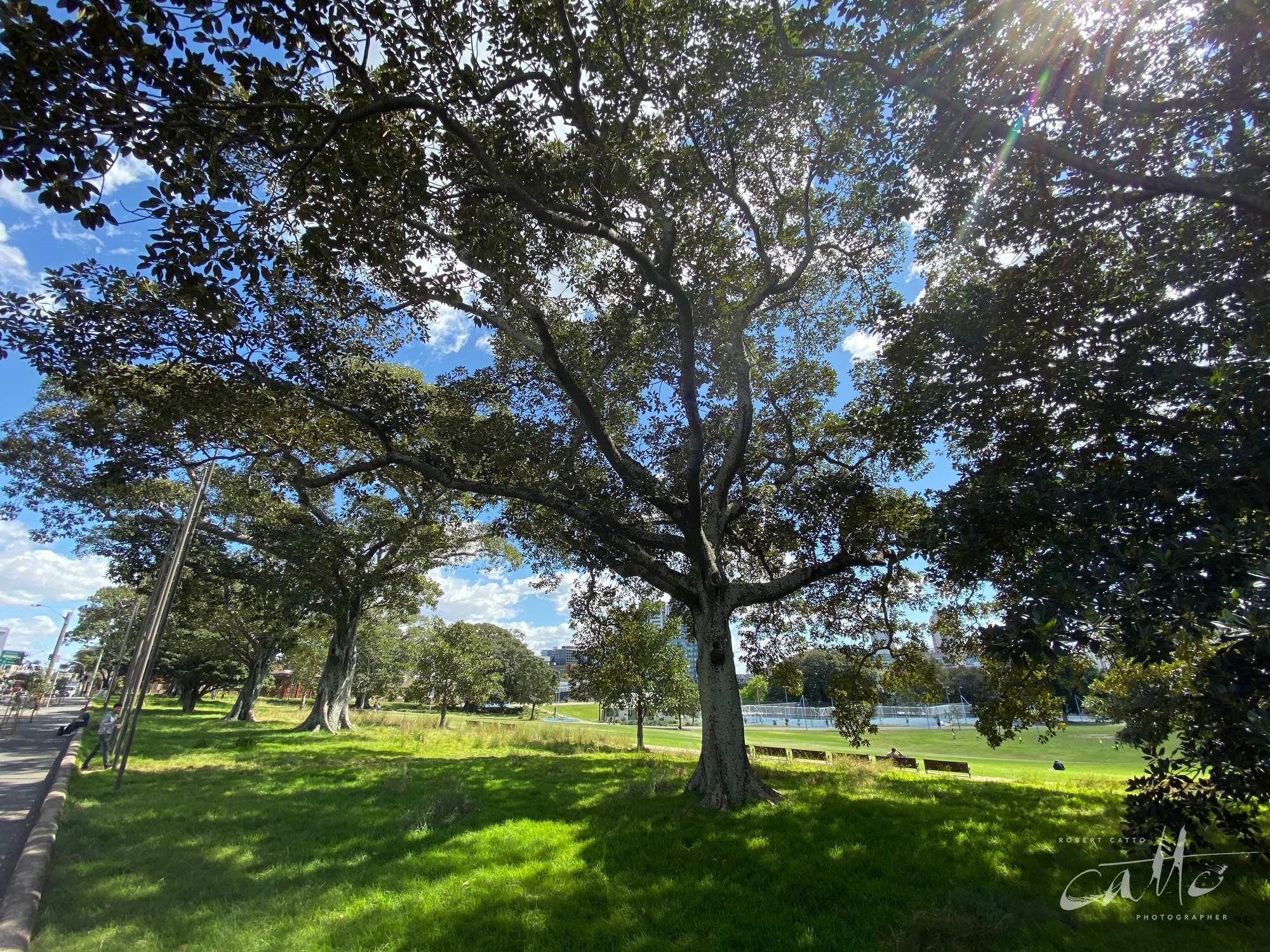 Prince Alfred Park, Surry Hills (iPhone 11 Pro - 0.5x wide lens)