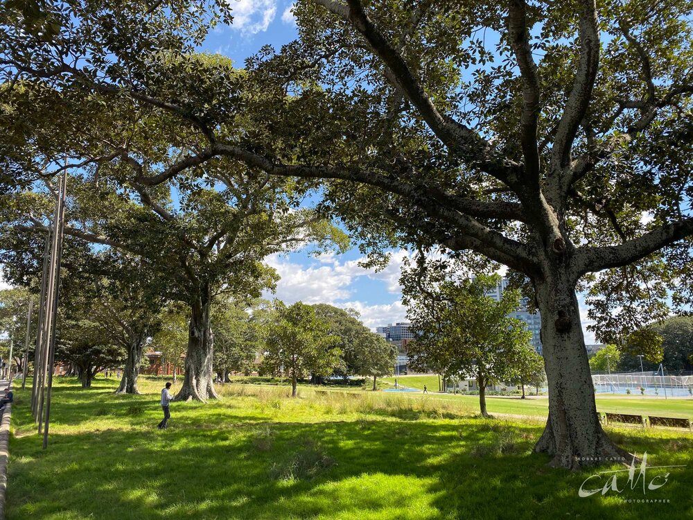 Prince Alfred Park, Surry Hills (iPhone 11 Pro - normal lens)