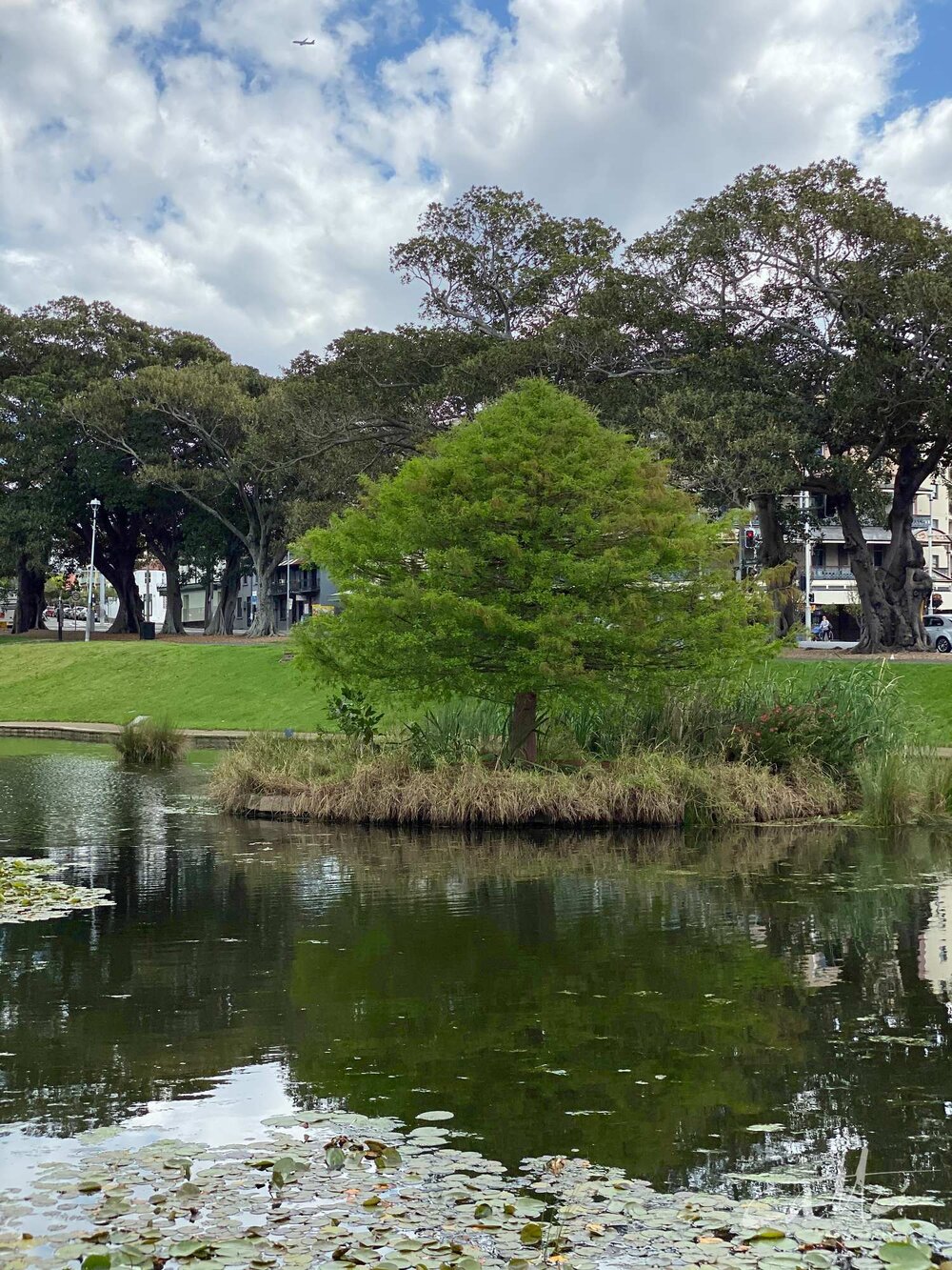 Lake Northam, Victoria Park, Sydney (iPhone 11 Pro - 2x zoom lens)