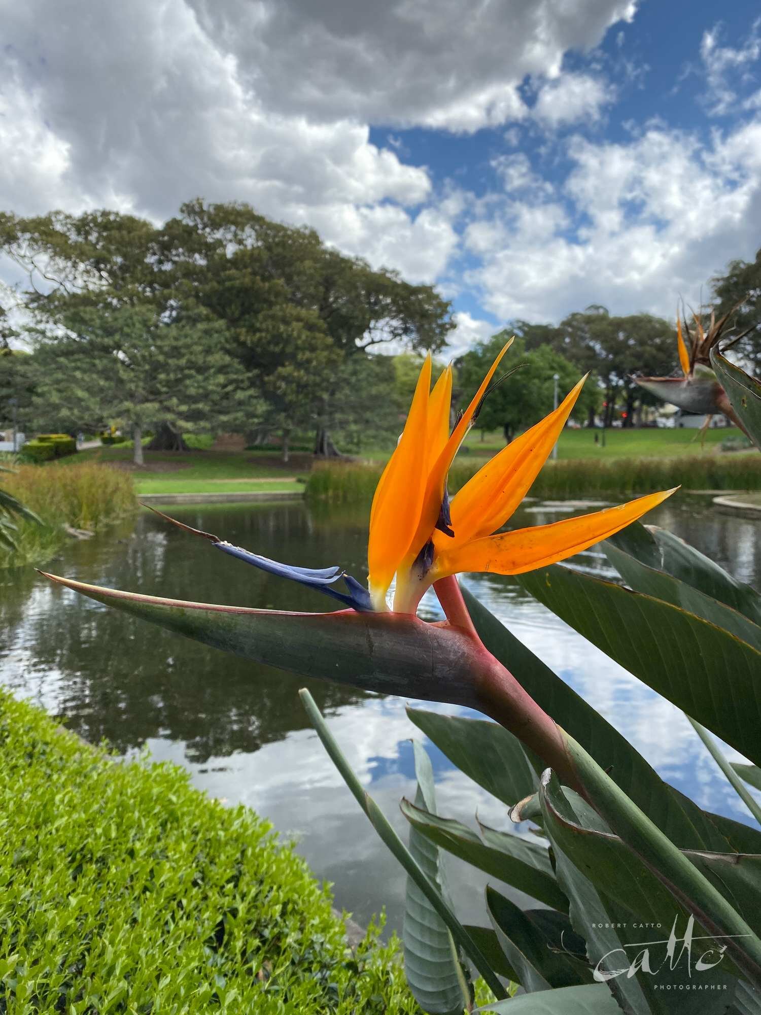 Bird of Paradise flower, Victoria Park, Sydney (iPhone 11 Pro - standard lens)