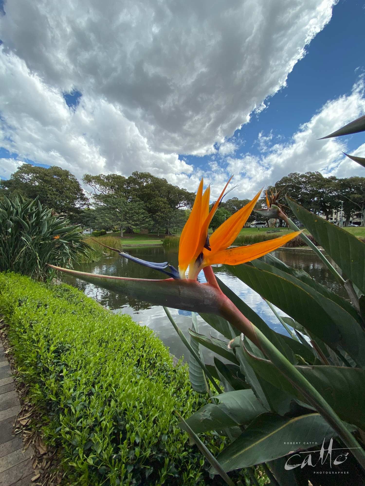 Bird of Paradise flower, Victoria Park, Sydney (iPhone 11 Pro - 0.5x wide lens)