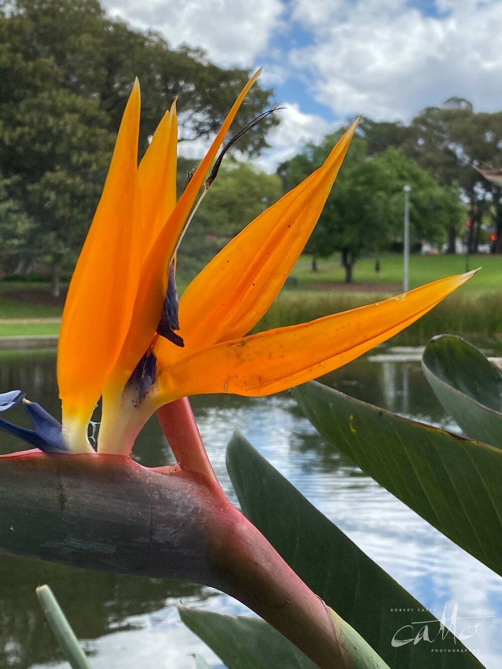 Bird of Paradise flower, Victoria Park, Sydney (iPhone 11 Pro - 2x zoom lens)