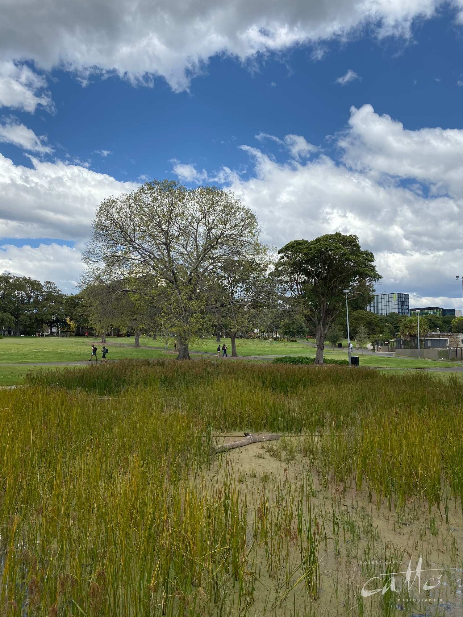 Victoria Park, Sydney (iPhone 11 Pro - normal lens)