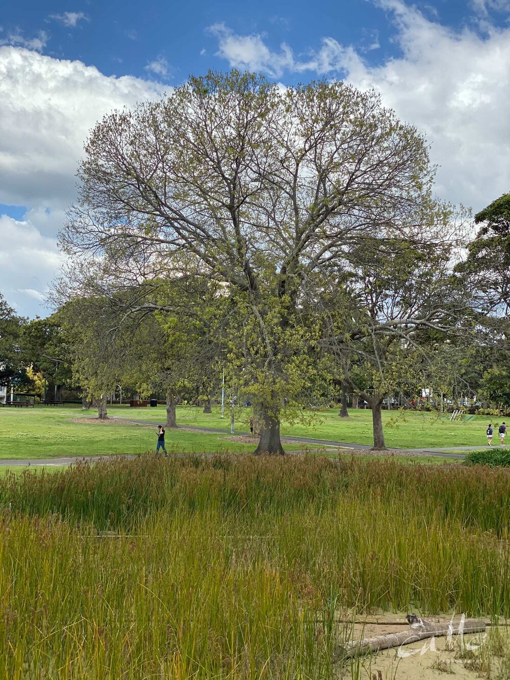 Victoria Park, Sydney (Iphone 11 Pro - 2x zoom lens)