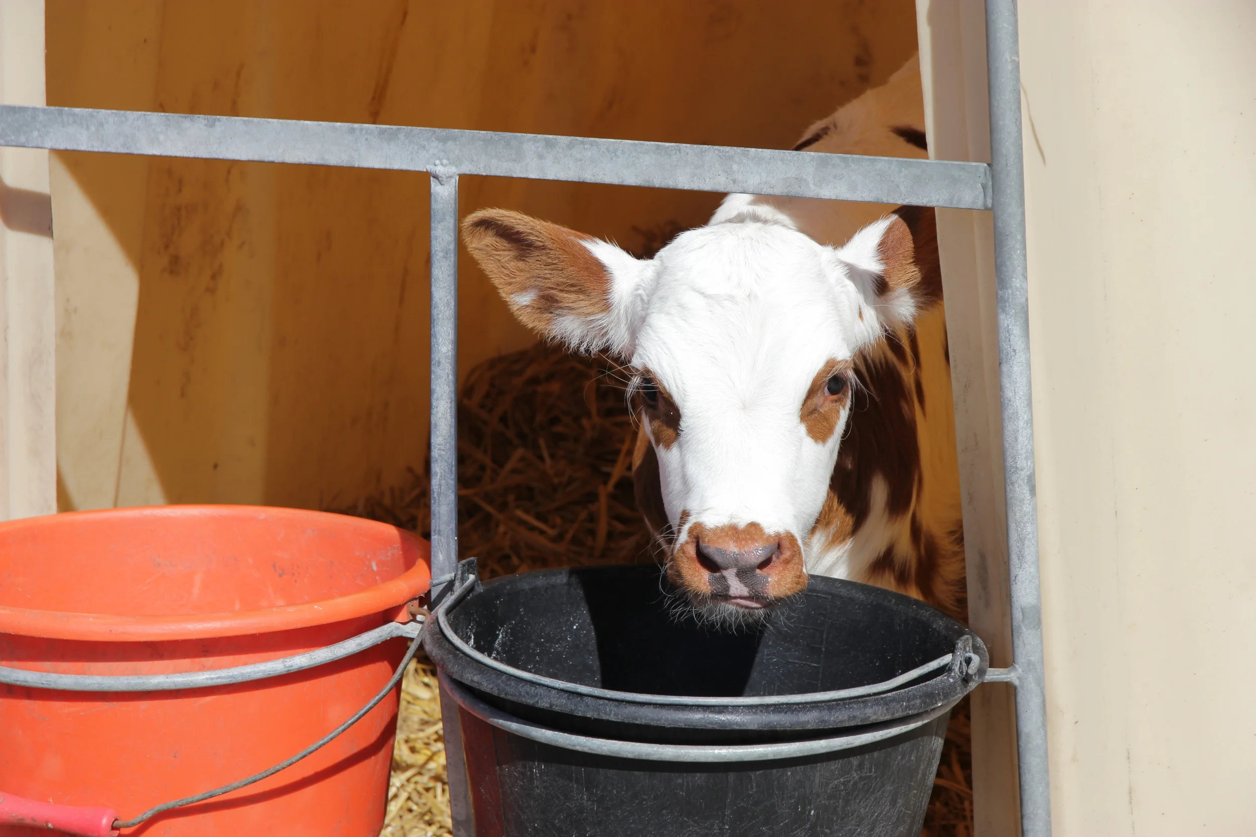 new-cow-fromagerie-durand.jpg