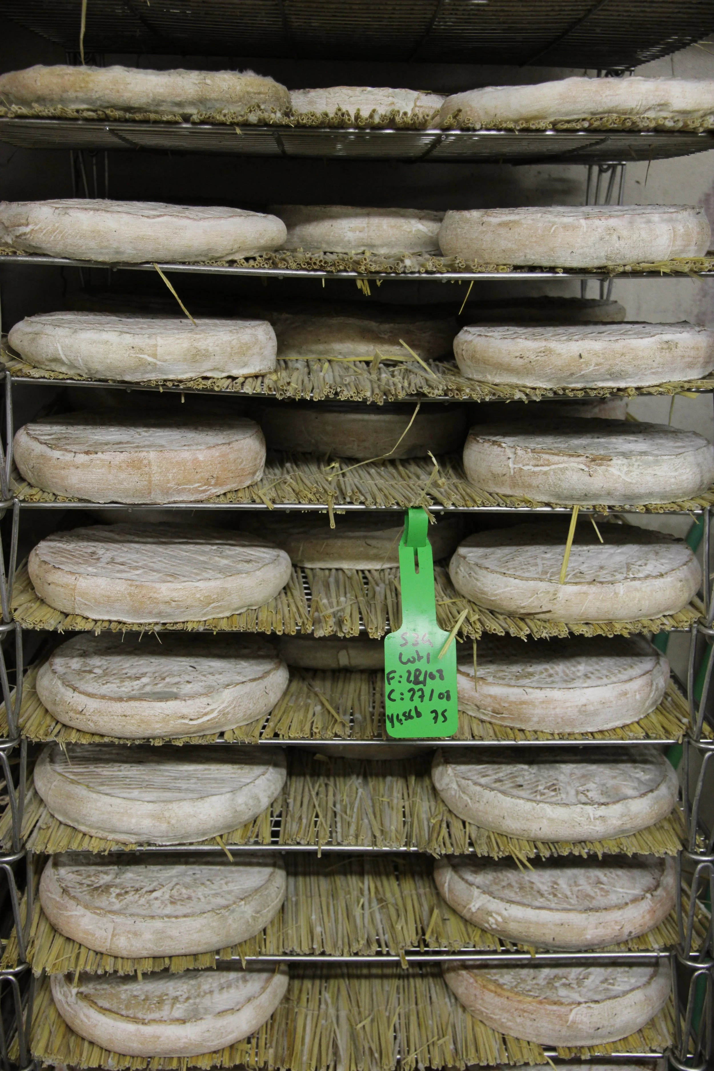 Les St Nectaires en cave. Ceux-ci sont retenus par le fermier et sa femme pour leur propre consommation ou vente. Ils ont environ 3 semaines. 