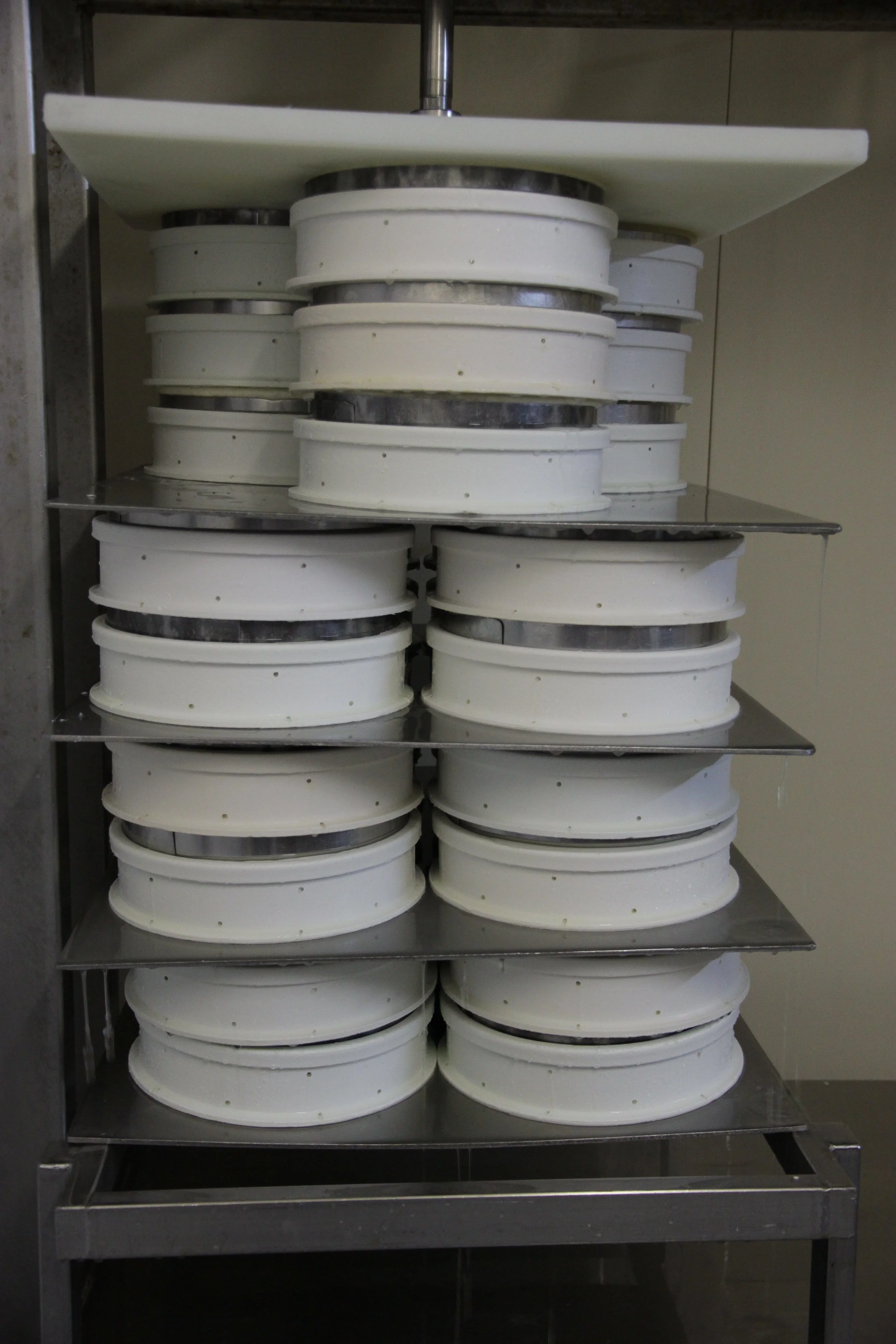 This batch of milk will produce 33 AOP St Nectaires.