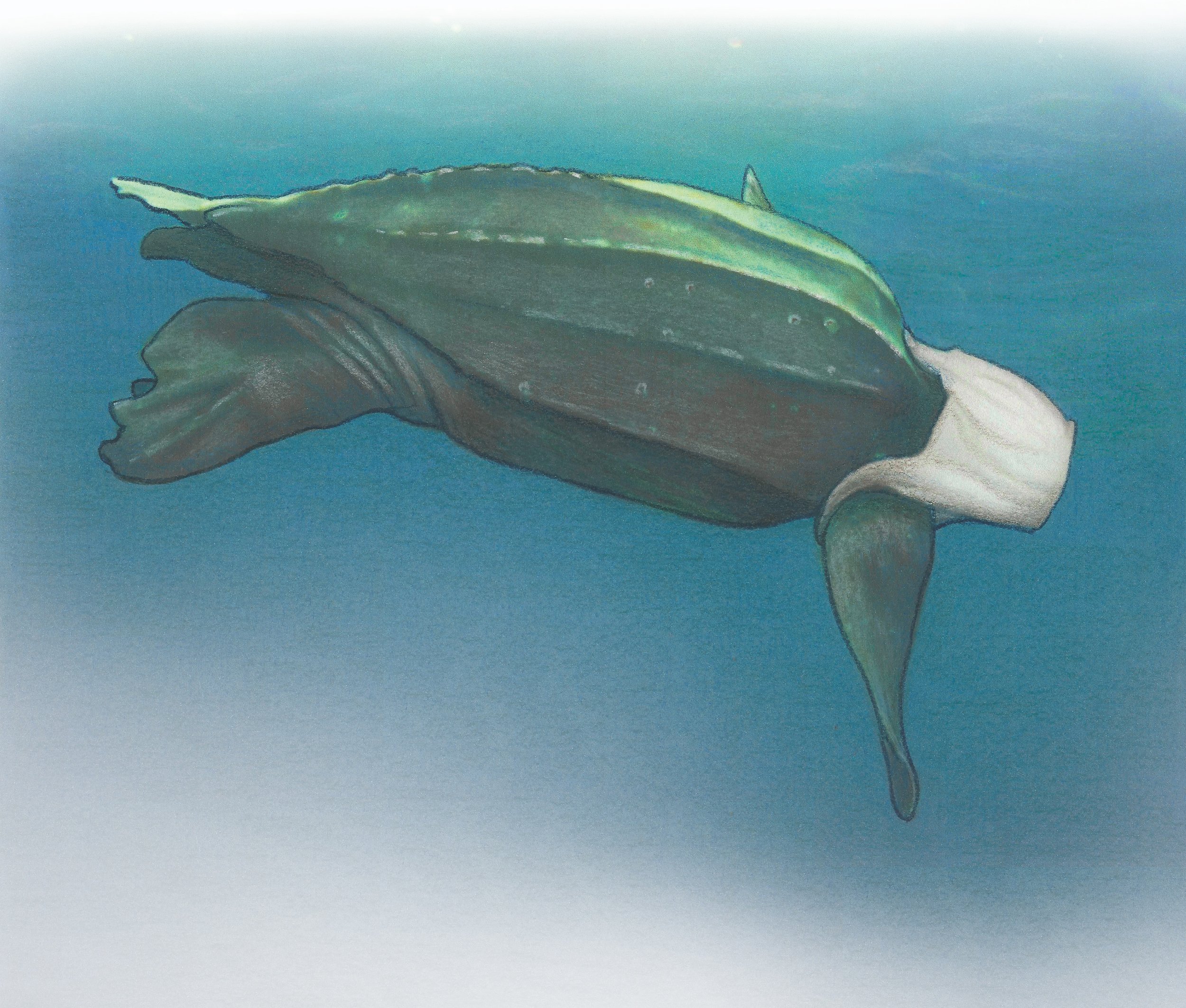 The Magic Dolphin A turtle with jagged ridges running down a barnacle-crowned back like some kind of prehistoric sea monster. Every so often a massive flipper paddled the water, sending out concentric rings of ripples. But its head could not be s