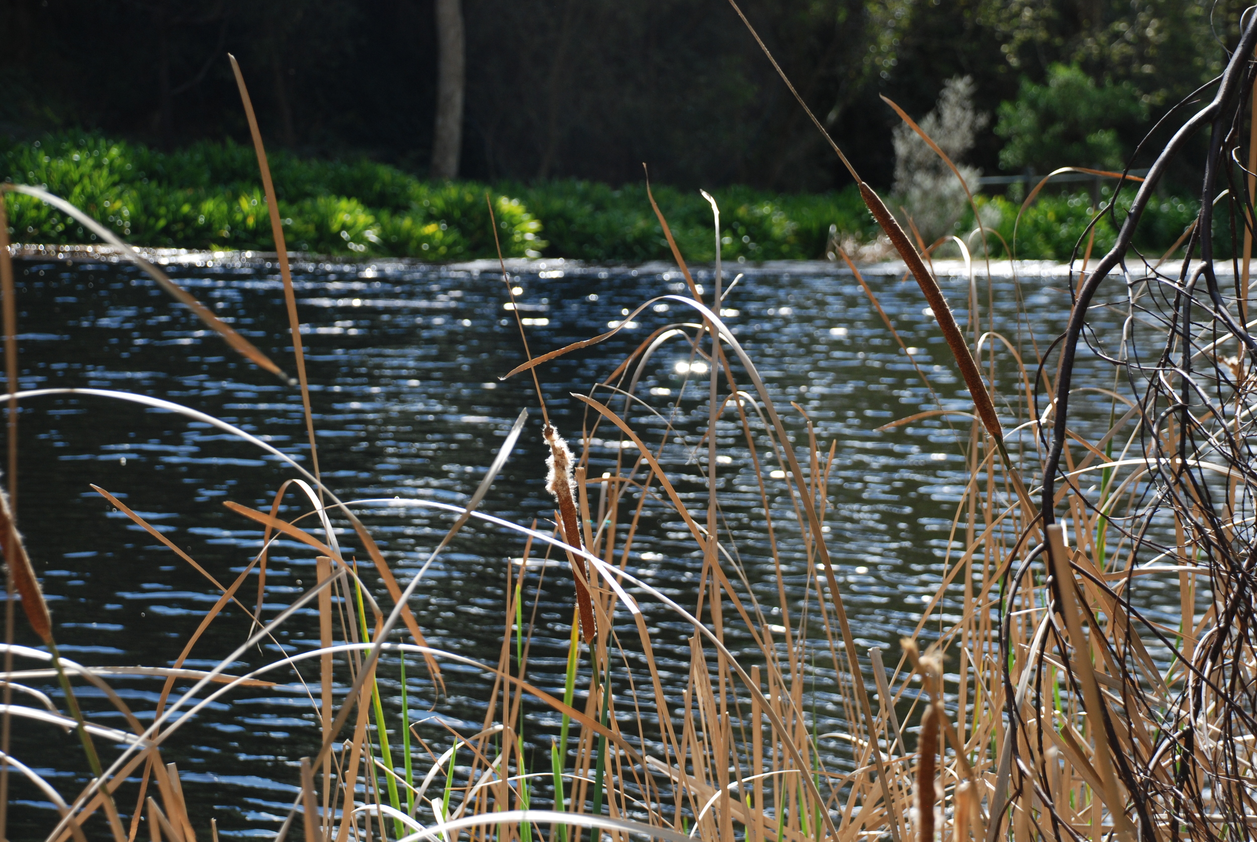Waterfall Gully.jpg