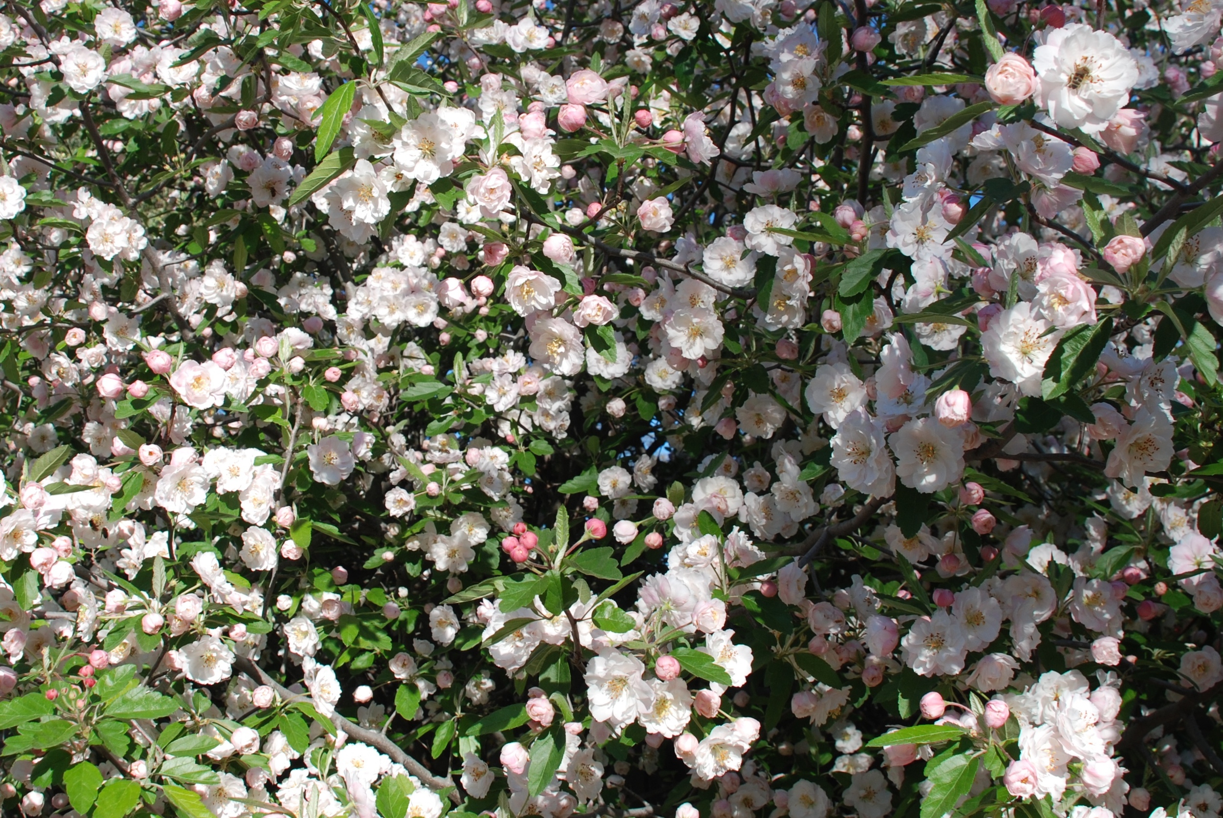 Spring Blossoms.jpg