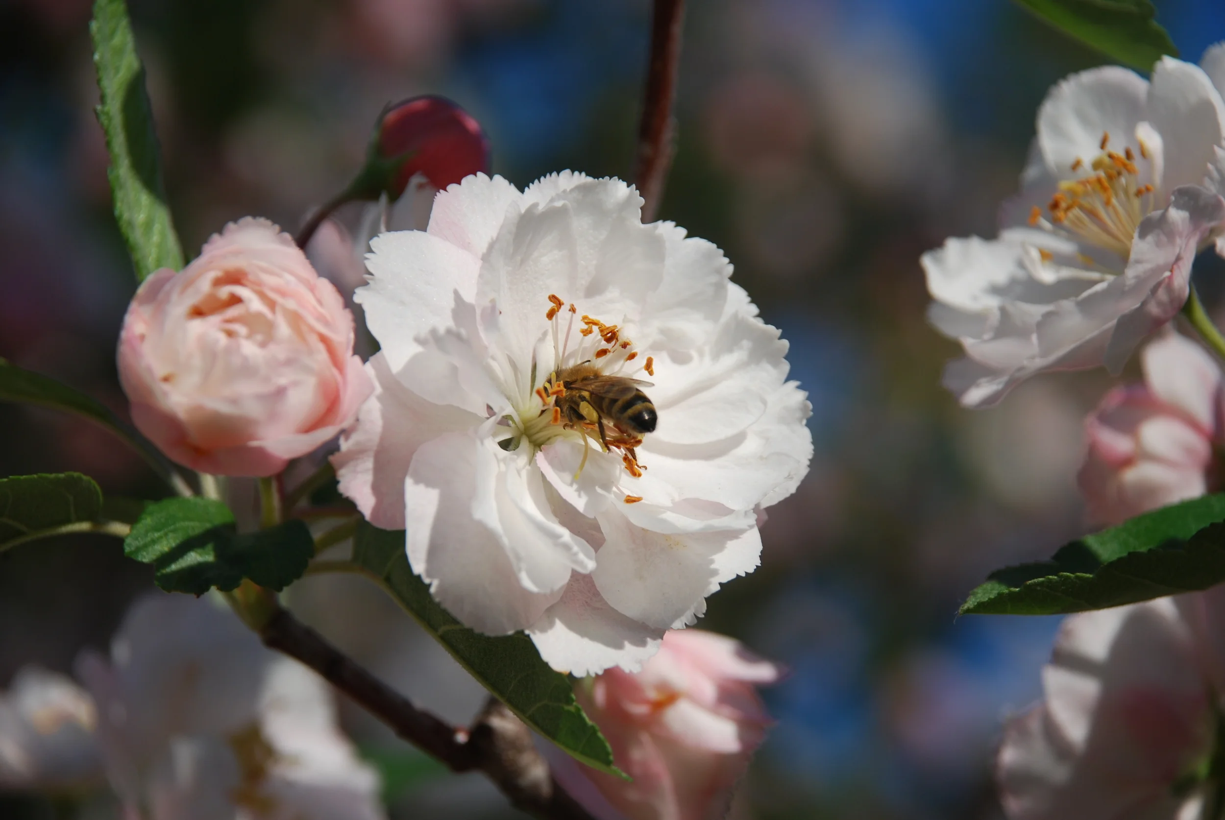 Apple Blossom Bee.jpg