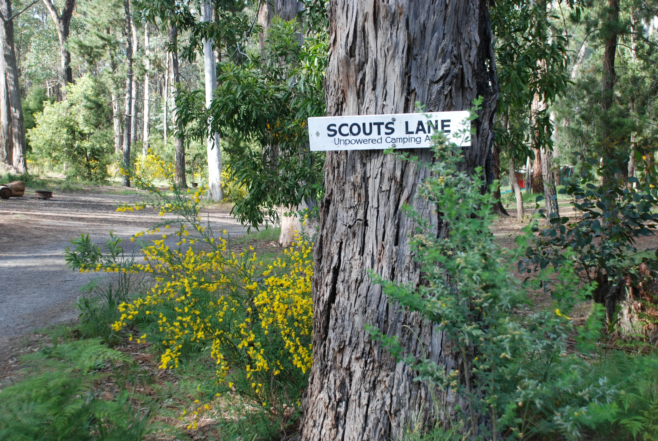 Scouts Lane Camping.jpg